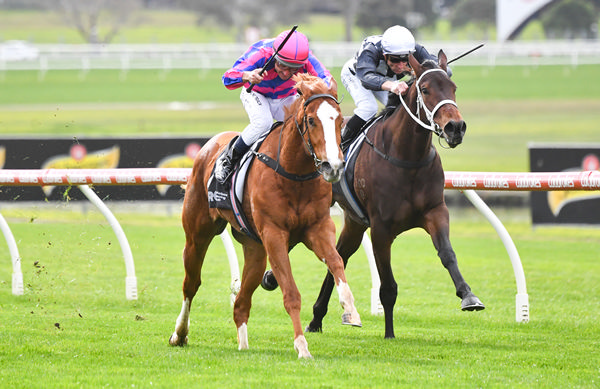 Flying Concello makes it two wins on the trot at Sandown - image Pat Scala / Racing Photos