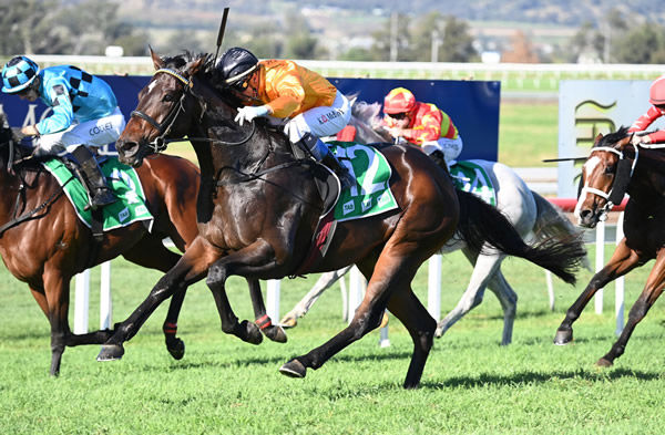 Flying Crazy wins another stakes races at Scone - image Steve Hart