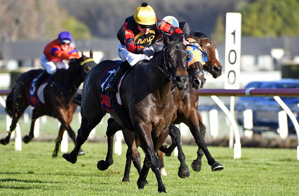 Force Of Nature winning at Te Rapa last Saturday.  Photo: Kenton Wright (Race Images)