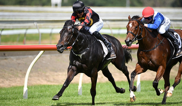 Force Of Nature winning the Listed Legacy Lodge Sprint (1200m) at Pukekohe on Saturday. Photo: Kenton Wright (Race Images)