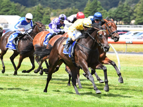 Lightly raced filly Force of Will takes out the Gr.3 New Zealand Bloodstock Desert Gold Stakes (1600m) at Trentham  Photo Credit: Race Images – Peter Rubery