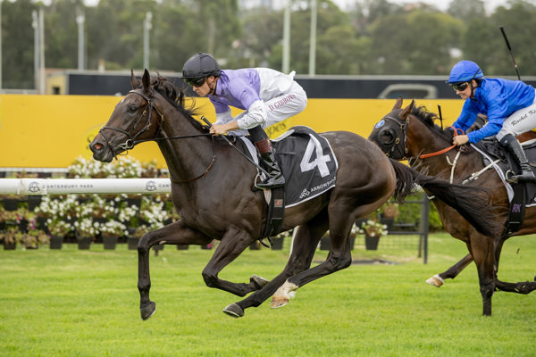 Forest King wins on debut at Canterbury - image Bradley Photos