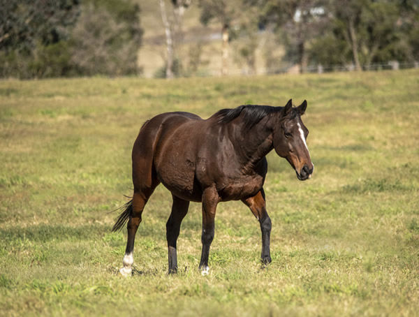 Foreteller (GB)  enjoyed a happy retirement at Vinery Stud.