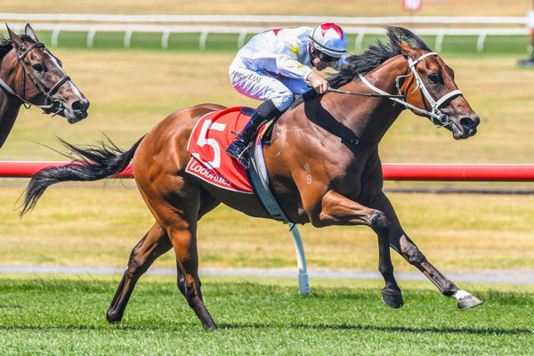 Forged has a sister heading to the Inglis Classic (image Brett Holburt/Racing Photos)