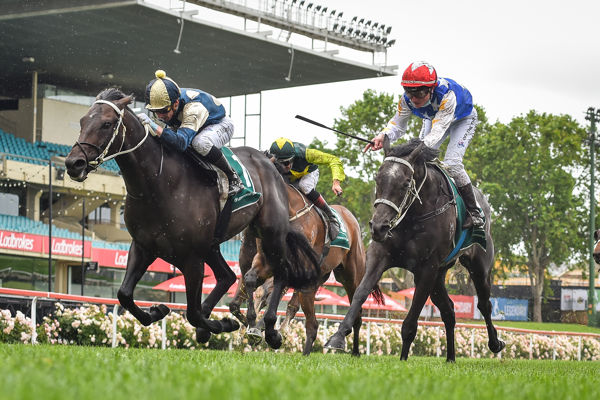 Forgot You wins the G2 Moonee Valley Vase - image Racing Photos