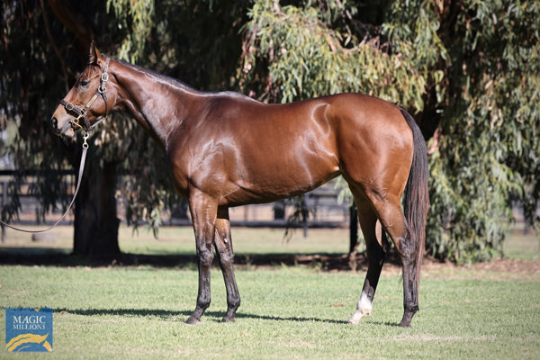 Fortunate Kiss Was Purchased For $150,000 By Her Connections At The 2024 Magic Millions National Broodmare Sale