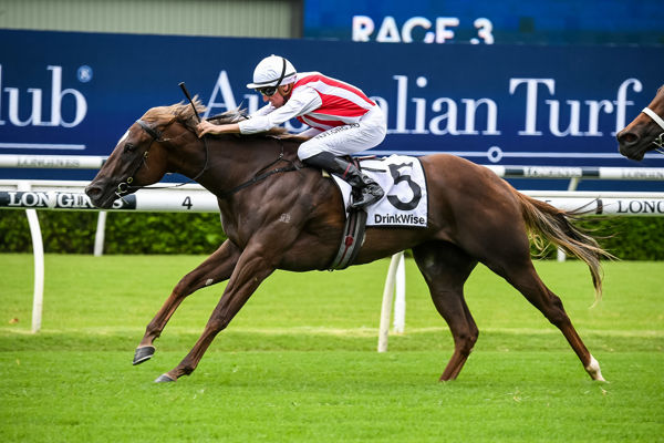 Four Moves Ahead is off to the Golden Slipper (image Steve Hart)