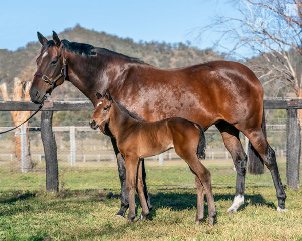 Delicacy pictured in 2018 with her first foal, a filly by Pierro