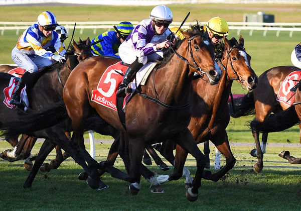 Your Song gelding Frankie Pinot raced to victory at Sandown on Wednesday - image Pat Scala/ Racing Photos