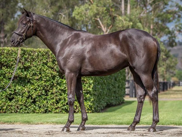 French Declaration as a yearling.