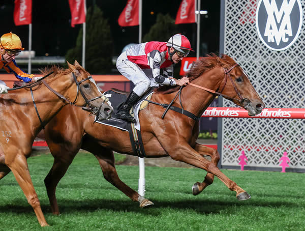 Frilled goes four from four at Moonee Valley - image George Salpigtidis / Racing Photos 