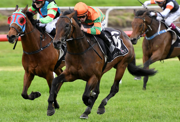 Frontman returns to his best form with a comfortable win in the Listed PRH Transport Trophy (1600m) at Tauranga Photo Credit: Race Images – Kenton Wright