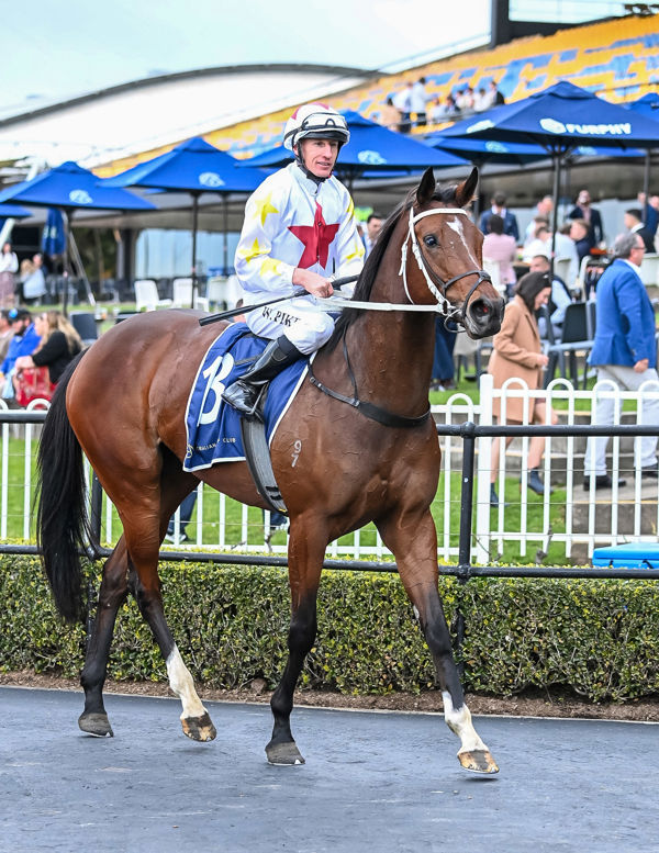 Frumos has the looks to match her ability (image Steve Hart)