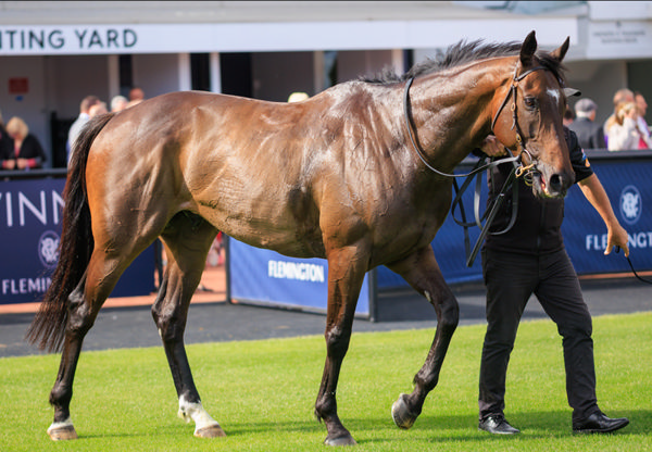 Future History (GB) is a good tough stayer in top form - image Grant Courtney 