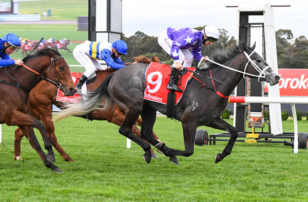 Gabeira wins at Sandown - image Pat Scala / Racing Photos