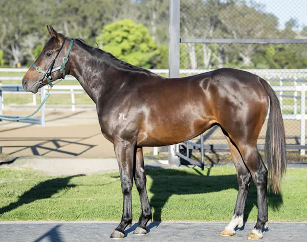 Gallant Star was bought  through Inglis Digital for $32,500, click to see his page. 