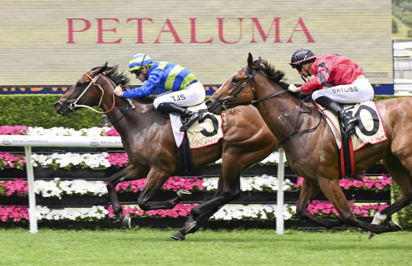 Gallo Nero defeats Apocalyptic to win at Randwick - image Steve Hart