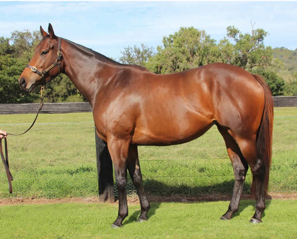 Galway Girl won one race for Segenhoe and was sold on Inglis Digital as a race mare for $25,000.