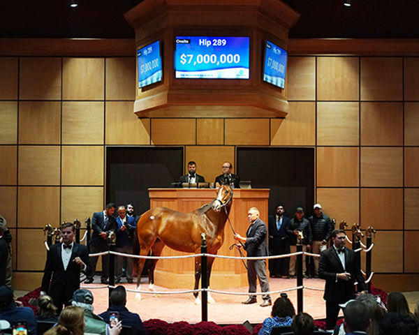 Gamine the $7,000,000 sale-topper (Fasig-Tipton)