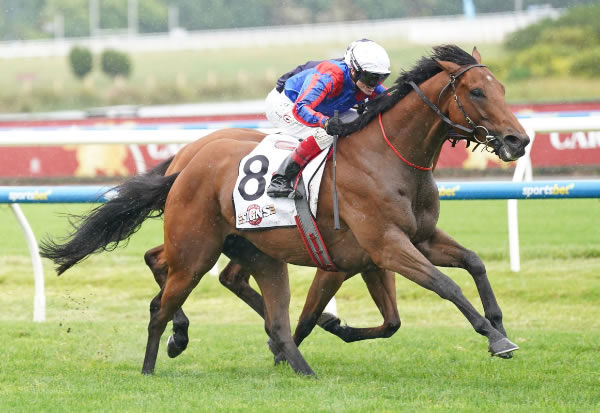 Garza Blanca wins his first stakes race - image Scott Barbour / Race Photos