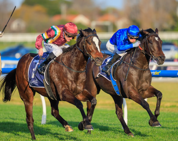 Gentleman Roy wins the G2 PB Lawrence Stakes - image Grant Courtney 