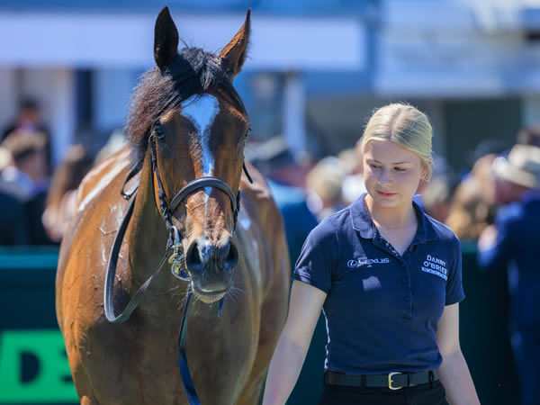Getta Good Feeling is a glorious looking filly - image Grant Courtney