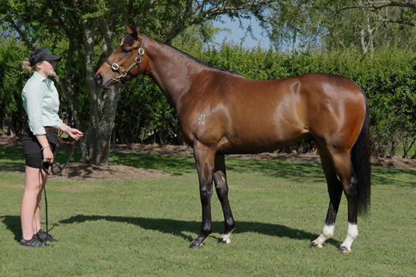 $480,000 Ghaiyyath (IRE) gelding from Final Choice.