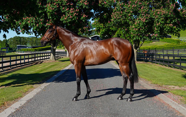 $420,000 Ghaiyyath (IRE) colt from Hampton Classic.