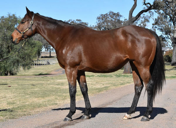 Gibraltar Girl sold for $365,000.