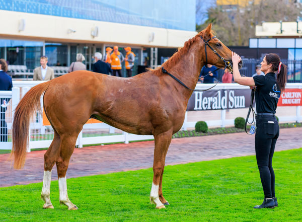 Giga Kick always catches the eye in the paddock (image Grant Courtney)