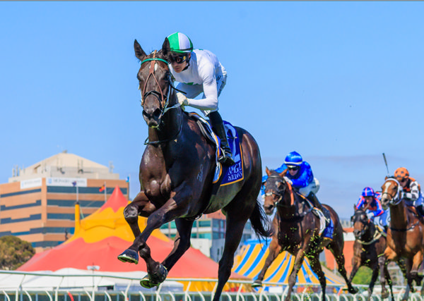 Gin a Tonic leaved his rivals napping - image Grant Courtney