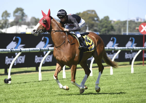 Gin Martini will contest the Gr.1 Champagne Stakes (1600m) at Randwick on Saturday. Photo: Bradleyphotos.com.au