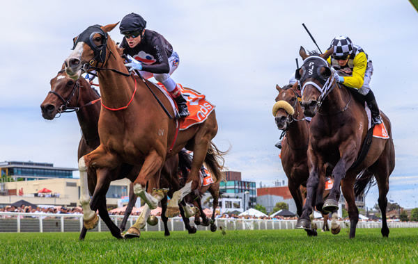 Gin Martini scores a first stakes win in the Sandown Cup - image Grant Courtney