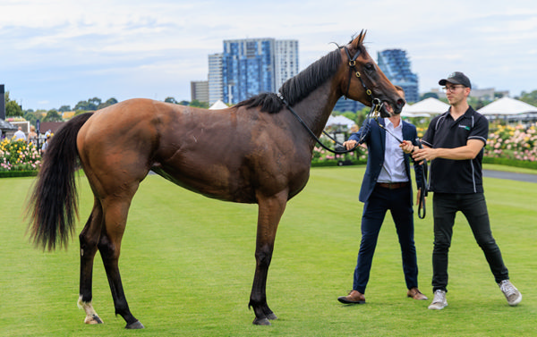 Gin Twist is now a stakes-winner - image Grant Courtney