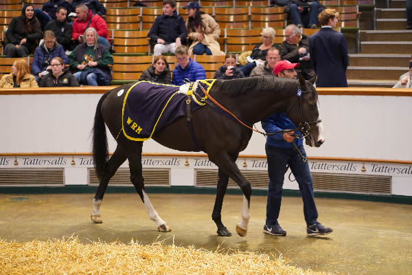 Go Daddy sells for 350,000 guineas and will be coming to Australia.