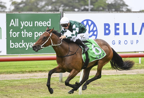 Gobi Desert was bought by Yulong at Inglis Classic for $600,000  - image Bradley Phorography