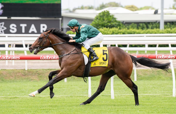 $1.1million MM purchase from the Yarraman Park draft, Godather is on track for MM 2YO Classic - image Magic Millions / Michael McInally Photos