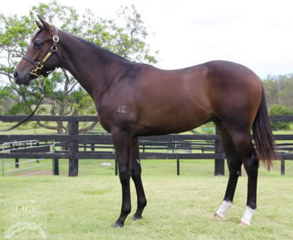 Golden Sixty as a yearling - a champion in the making.