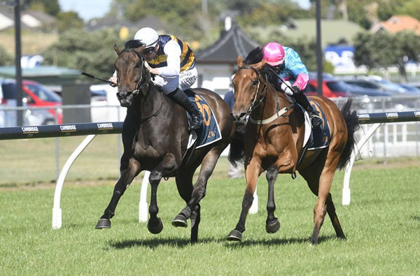 Golden Century (left) will contest next Saturday's Gr.2 Tulloch Stakes (2000m) at Rosehill Gardens.   Photo: Kenton Wright (Race Images) 