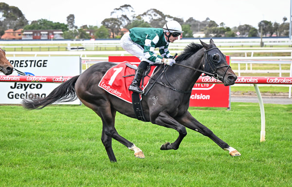 Golden Pulse makes a winnign debut at Geelong - image Reg Ryan / Racing Photos