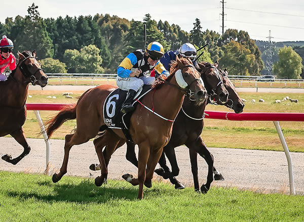 Goldie’s Chance (No. 6) scores a narrow victory in the Listed Liquorland Gore Guineas (1335m) on Saturday  Photo: Monica Toretto