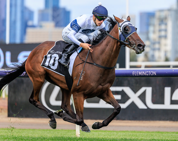 Goldman secures a start in the Melbourne Cup - image Grant Courtney