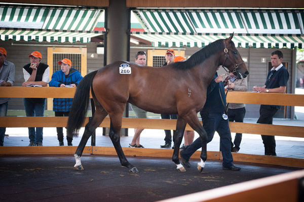 Good Fight (Super One) at the 2019 Ready to Run Sale.