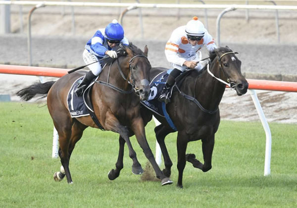 Gossip (inside) will contest the DPA Chartered Accountants NZB Mega Maiden Series (1200m) at Taupo on Wednesday.  Photo: Kenton Wright (Race Images)