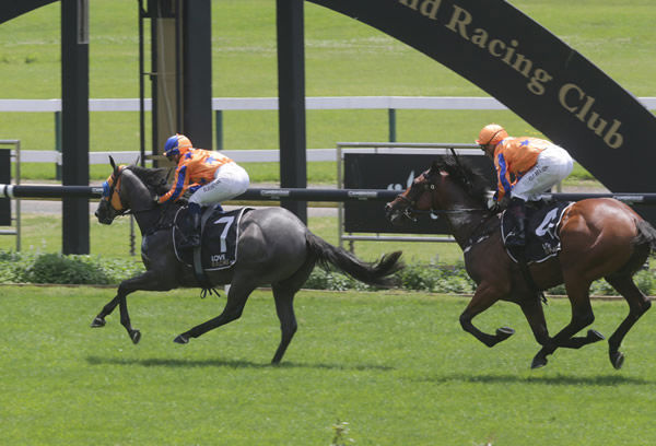 Grace ‘N’ Grey beats stablemate Dynastic at Ellerslie Photo Credit: Trish Dunell