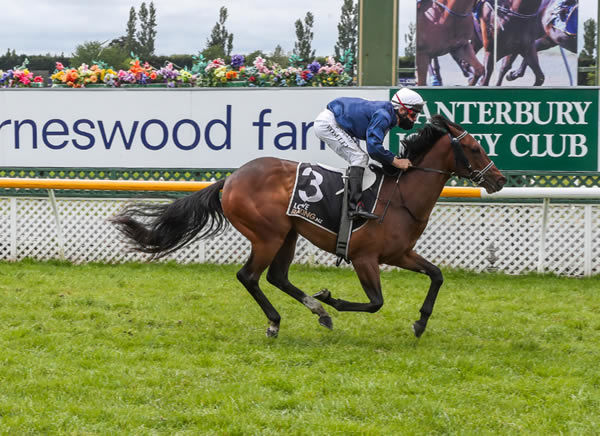 Grace’s Secret winning the Listed Welcome Stakes (1000m) at Riccarton last November. Photo: Race Images South