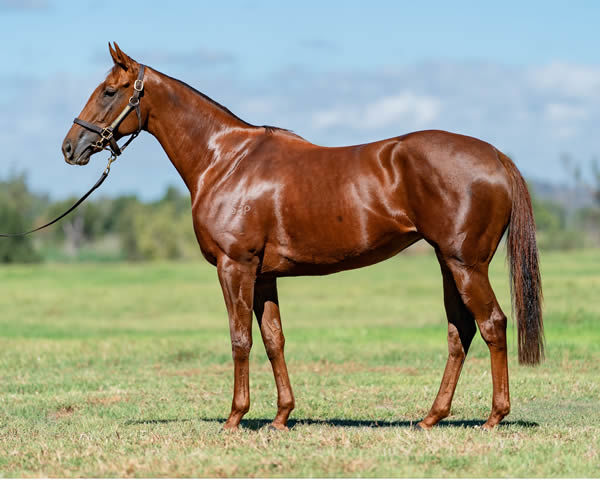 Graceful Girl was sold to Widden Stud for $1.1million