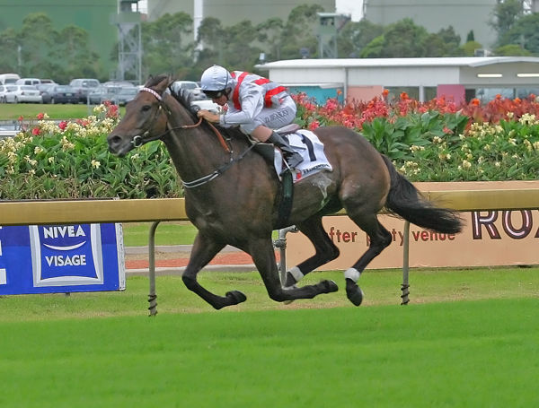 What a horse - 7-time Group 1 winner Grand Armee  (image Mark Smith)
