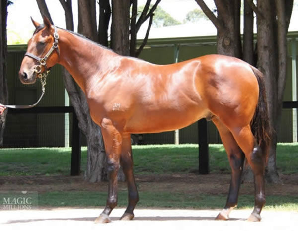 Grand Admiral as a yearling