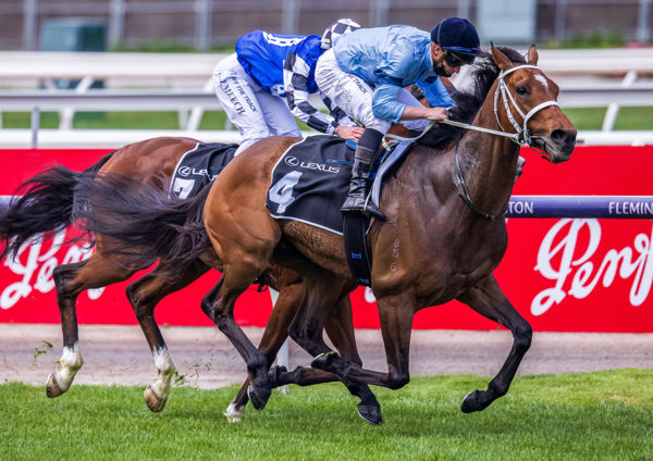 Great House (IRE) wins the G3 Hotham on Saturday to secure his Melbourne Cup start - image Grant Courtney. 
